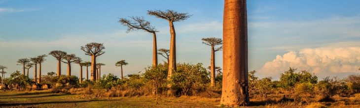 Letenky na Madagaskar
